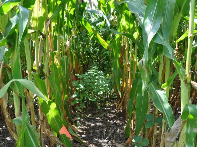 Farmers need to be aware of the legality of seeding cover crops after a corn and soybean rotation in order to operate with less liability. (DTN photo by Emily Unglesbee)